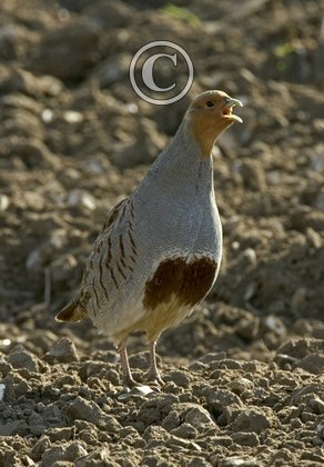 Grey Partridge DM0519